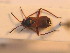  ( - BFB_Heteroptera_Schmolke_0257)  @12 [ ] CreativeCommons - Attribution Non-Commercial Share-Alike (2012) Zoologische Staatssammlung Muenchen SNSB, Zoologische Staatssammlung Muenchen