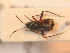  ( - BFB_Heteroptera_Schmolke_0262)  @13 [ ] CreativeCommons - Attribution Non-Commercial Share-Alike (2012) Zoologische Staatssammlung Muenchen SNSB, Zoologische Staatssammlung Muenchen