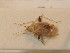  ( - BFB_Heteroptera_Schmolke_0307)  @13 [ ] CreativeCommons - Attribution Non-Commercial Share-Alike (2012) Zoologische Staatssammlung Muenchen SNSB, Zoologische Staatssammlung Muenchen