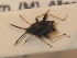  ( - BFB_Heteroptera_Schmolke_0309)  @12 [ ] CreativeCommons - Attribution Non-Commercial Share-Alike (2012) Zoologische Staatssammlung Muenchen SNSB, Zoologische Staatssammlung Muenchen