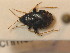  ( - BFB_Heteroptera_Schmolke_0310)  @11 [ ] CreativeCommons - Attribution Non-Commercial Share-Alike (2012) Zoologische Staatssammlung Muenchen SNSB, Zoologische Staatssammlung Muenchen