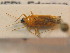  ( - BFB_Heteroptera_Schmolke_0437)  @13 [ ] CreativeCommons - Attribution Non-Commercial Share-Alike (2012) Zoologische Staatssammlung Muenchen SNSB, Zoologische Staatssammlung Muenchen