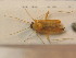  ( - BFB_Heteroptera_Schmolke_0438)  @13 [ ] CreativeCommons - Attribution Non-Commercial Share-Alike (2012) Zoologische Staatssammlung Muenchen SNSB, Zoologische Staatssammlung Muenchen