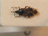  (Anthocoris amplicollis - BFB_Heteroptera_Schmolke_0507)  @13 [ ] CreativeCommons - Attribution Non-Commercial Share-Alike (2012) Zoologische Staatssammlung Muenchen SNSB, Zoologische Staatssammlung Muenchen