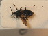  ( - BFB_Heteroptera_Schmolke_0509)  @12 [ ] CreativeCommons - Attribution Non-Commercial Share-Alike (2012) Zoologische Staatssammlung Muenchen SNSB, Zoologische Staatssammlung Muenchen