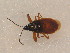  ( - BFB_Heteroptera_Schmolke_0544)  @12 [ ] CreativeCommons - Attribution Non-Commercial Share-Alike (2012) Zoologische Staatssammlung Muenchen SNSB, Zoologische Staatssammlung Muenchen
