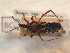  (Rhynocoris iracundus - BFB_Heteroptera_Schmolke_0619)  @14 [ ] CreativeCommons - Attribution Non-Commercial Share-Alike (2012) Zoologische Staatssammlung Muenchen SNSB, Zoologische Staatssammlung Muenchen