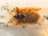  ( - BFB_Heteroptera_Schmolke_0737)  @11 [ ] CreativeCommons - Attribution Non-Commercial Share-Alike (2012) Zoologische Staatssammlung Muenchen SNSB, Zoologische Staatssammlung Muenchen