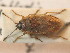  ( - BFB_Heteroptera_Schmolke_0774)  @11 [ ] CreativeCommons - Attribution Non-Commercial Share-Alike (2012) Zoologische Staatssammlung Muenchen SNSB, Zoologische Staatssammlung Muenchen