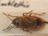  ( - BFB_Heteroptera_Schmolke_0775)  @11 [ ] CreativeCommons - Attribution Non-Commercial Share-Alike (2012) Zoologische Staatssammlung Muenchen SNSB, Zoologische Staatssammlung Muenchen