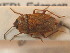  ( - BFB_Heteroptera_Schmolke_0779)  @11 [ ] CreativeCommons - Attribution Non-Commercial Share-Alike (2012) Zoologische Staatssammlung Muenchen SNSB, Zoologische Staatssammlung Muenchen