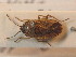  ( - BFB_Heteroptera_Schmolke_0780)  @11 [ ] CreativeCommons - Attribution Non-Commercial Share-Alike (2012) Zoologische Staatssammlung Muenchen SNSB, Zoologische Staatssammlung Muenchen