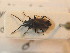  ( - BFB_Heteroptera_Schmolke_0845)  @11 [ ] CreativeCommons - Attribution Non-Commercial Share-Alike (2012) Zoologische Staatssammlung Muenchen SNSB, Zoologische Staatssammlung Muenchen