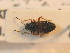  ( - BC_ZSM_HETA_0868)  @11 [ ] CreativeCommons - Attribution Non-Commercial Share-Alike (2012) Zoologische Staatssammlung Muenchen SNSB, Zoologische Staatssammlung Muenchen