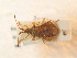  ( - BFB_Heteroptera_Schmolke_0935)  @11 [ ] CreativeCommons - Attribution Non-Commercial Share-Alike (2012) Zoologische Staatssammlung Muenchen SNSB, Zoologische Staatssammlung Muenchen