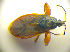  ( - BFB_Heteroptera_Kuechler_0042)  @12 [ ] CreativeCommons - Attribution Non-Commercial Share-Alike (2010) Zoologische Staatssammlung Muenchen SNSB, Zoologische Staatssammlung Muenchen