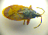  ( - BFB_Heteroptera_Kuechler_0043)  @12 [ ] CreativeCommons - Attribution Non-Commercial Share-Alike (2010) Zoologische Staatssammlung Muenchen SNSB, Zoologische Staatssammlung Muenchen