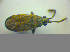  ( - BFB_Heteroptera_Kuechler_0086)  @11 [ ] CreativeCommons - Attribution Non-Commercial Share-Alike (2010) Zoologische Staatssammlung Muenchen SNSB, Zoologische Staatssammlung Muenchen