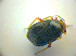  ( - BFB_Heteroptera_Kuechler_0134)  @12 [ ] CreativeCommons - Attribution Non-Commercial Share-Alike (2010) Zoologische Staatssammlung Muenchen SNSB, Zoologische Staatssammlung Muenchen