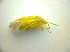  ( - BFB_Heteroptera_Kuechler_0160)  @12 [ ] CreativeCommons - Attribution Non-Commercial Share-Alike (2010) Zoologische Staatssammlung Muenchen SNSB, Zoologische Staatssammlung Muenchen