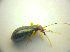  ( - BFB_Heteroptera_Kuechler_0183)  @12 [ ] CreativeCommons - Attribution Non-Commercial Share-Alike (2010) Zoologische Staatssammlung Muenchen SNSB, Zoologische Staatssammlung Muenchen