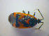  ( - BFB_Heteroptera_Kuechler_0211)  @13 [ ] CreativeCommons - Attribution Non-Commercial Share-Alike (2010) Zoologische Staatssammlung Muenchen SNSB, Zoologische Staatssammlung Muenchen