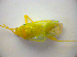  ( - BFB_Heteroptera_Kuechler_0236)  @11 [ ] CreativeCommons - Attribution Non-Commercial Share-Alike (2010) Zoologische Staatssammlung Muenchen SNSB, Zoologische Staatssammlung Muenchen