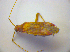  ( - BFB_Heteroptera_Kuechler_0239)  @12 [ ] CreativeCommons - Attribution Non-Commercial Share-Alike (2010) Zoologische Staatssammlung Muenchen SNSB, Zoologische Staatssammlung Muenchen