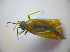  ( - BFB_Heteroptera_Kuechler_0244)  @12 [ ] CreativeCommons - Attribution Non-Commercial Share-Alike (2010) Zoologische Staatssammlung Muenchen SNSB, Zoologische Staatssammlung Muenchen