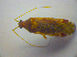  ( - BFB_Heteroptera_Kuechler_0260)  @13 [ ] CreativeCommons - Attribution Non-Commercial Share-Alike (2010) Zoologische Staatssammlung Muenchen SNSB, Zoologische Staatssammlung Muenchen
