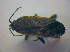  ( - BFB_Heteroptera_Kuechler_0278)  @13 [ ] CreativeCommons - Attribution Non-Commercial Share-Alike (2010) Zoologische Staatssammlung Muenchen SNSB, Zoologische Staatssammlung Muenchen