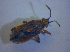  ( - BFB_Heteroptera_Kuechler_0311)  @12 [ ] CreativeCommons - Attribution Non-Commercial Share-Alike (2012) Zoologische Staatssammlung Muenchen SNSB, Zoologische Staatssammlung Muenchen