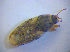  ( - BFB_Heteroptera_Kuechler_0379)  @12 [ ] CreativeCommons - Attribution Non-Commercial Share-Alike (2012) Zoologische Staatssammlung Muenchen SNSB, Zoologische Staatssammlung Muenchen