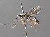 ( - BC ZSM HYM 05523)  @13 [ ] CreativeCommons - Attribution Non-Commercial Share-Alike (2010) Stefan Schmidt SNSB, Zoologische Staatssammlung Muenchen