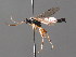 ( - BC ZSM HYM 05574)  @13 [ ] CreativeCommons - Attribution Non-Commercial Share-Alike (2010) Stefan Schmidt SNSB, Zoologische Staatssammlung Muenchen