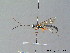  ( - BC ZSM HYM 07246)  @11 [ ] CreativeCommons - Attribution Non-Commercial Share-Alike (2010) Stefan Schmidt SNSB, Zoologische Staatssammlung Muenchen