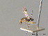  (Acrodactyla madida - BC ZSM HYM 07283)  @11 [ ] CreativeCommons - Attribution Non-Commercial Share-Alike (2010) Stefan Schmidt SNSB, Zoologische Staatssammlung Muenchen
