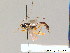  (Acrodactyla polita - BC ZSM HYM 07478)  @11 [ ] CreativeCommons - Attribution Non-Commercial Share-Alike (2010) Stefan Schmidt SNSB, Zoologische Staatssammlung Muenchen