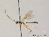  (Deuteroxorides - BC ZSM HYM 07489)  @14 [ ] CreativeCommons - Attribution Non-Commercial Share-Alike (2010) Stefan Schmidt SNSB, Zoologische Staatssammlung Muenchen