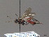  (Hoplocryptus murarius - BC ZSM HYM 09696)  @13 [ ] CreativeCommons - Attribution Non-Commercial Share-Alike (2012) Stefan Schmidt SNSB, Zoologische Staatssammlung Muenchen