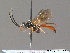  (Glyphicnemis - BC ZSM HYM 09697)  @14 [ ] CreativeCommons - Attribution Non-Commercial Share-Alike (2012) Stefan Schmidt SNSB, Zoologische Staatssammlung Muenchen