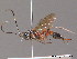  (Hoplocryptus bohemani - BC ZSM HYM 09702)  @13 [ ] CreativeCommons - Attribution Non-Commercial Share-Alike (2012) Stefan Schmidt SNSB, Zoologische Staatssammlung Muenchen