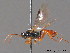  (Xenolytus - BC ZSM HYM 09713)  @12 [ ] CreativeCommons - Attribution Non-Commercial Share-Alike (2012) Stefan Schmidt SNSB, Zoologische Staatssammlung Muenchen