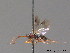  (Hemiteles bipunctator - BC ZSM HYM 09717)  @11 [ ] CreativeCommons - Attribution Non-Commercial Share-Alike (2012) Stefan Schmidt SNSB, Zoologische Staatssammlung Muenchen