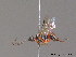  ( - BC ZSM HYM 09718)  @12 [ ] CreativeCommons - Attribution Non-Commercial Share-Alike (2012) Stefan Schmidt SNSB, Zoologische Staatssammlung Muenchen