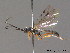  (Amphibulus - BC ZSM HYM 09722)  @13 [ ] CreativeCommons - Attribution Non-Commercial Share-Alike (2012) Stefan Schmidt SNSB, Zoologische Staatssammlung Muenchen