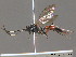  ( - BC ZSM HYM 09730)  @13 [ ] CreativeCommons - Attribution Non-Commercial Share-Alike (2012) Stefan Schmidt SNSB, Zoologische Staatssammlung Muenchen