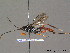  (Cryptus leucocheir - BC ZSM HYM 09741)  @14 [ ] CreativeCommons - Attribution Non-Commercial Share-Alike (2012) Stefan Schmidt SNSB, Zoologische Staatssammlung Muenchen