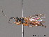  ( - BC ZSM HYM 09754)  @13 [ ] CreativeCommons - Attribution Non-Commercial Share-Alike (2012) Stefan Schmidt SNSB, Zoologische Staatssammlung Muenchen