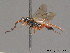  (Arotrephes - BC ZSM HYM 09761)  @14 [ ] CreativeCommons - Attribution Non-Commercial Share-Alike (2012) Stefan Schmidt SNSB, Zoologische Staatssammlung Muenchen